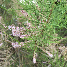 Load image into Gallery viewer, Salt Cedar flower imprinted ring from Victoria, BC - Swallow Jewellery