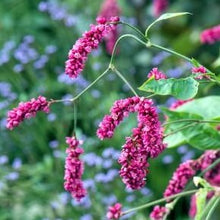 Load image into Gallery viewer, Princess Feather flower imprinted ring from Victoria, BC - Swallow Jewellery