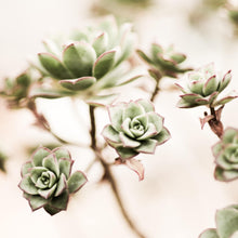 Load image into Gallery viewer, Succulent imprinted ring from Victoria, BC - Swallow Jewellery