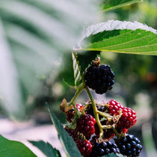 Load image into Gallery viewer, Blackberry imprinted earring studs from the Galloping Goose Trail - Swallow Jewellery